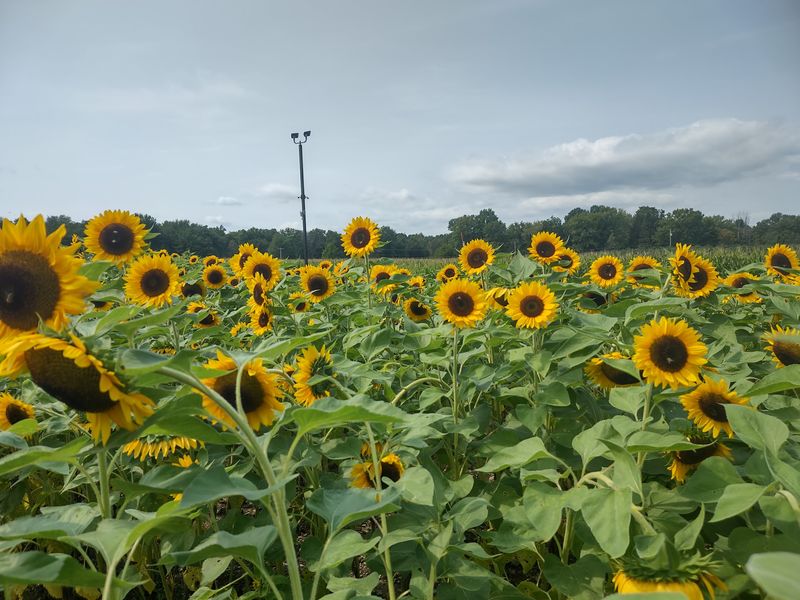 Mountain Views, Sunflowers, And Seasonal Magic