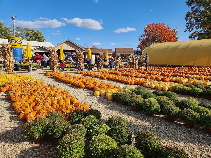 Mulberry Corner's Pumpkins, Chesterland