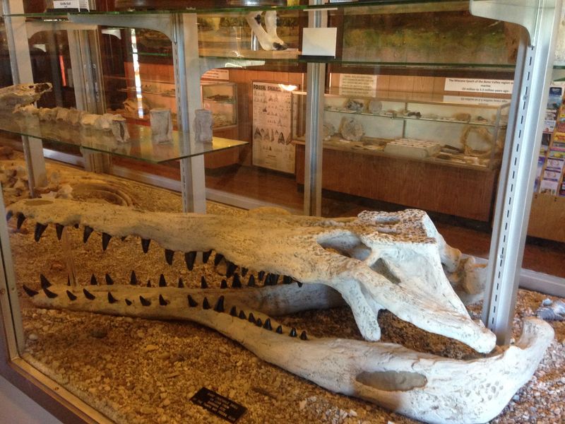 Mulberry Phosphate Museum Mulberry Phosphate Museum
