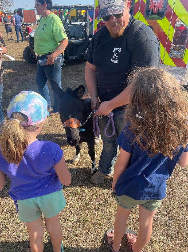 Mule Competitions Keep Crowds Watching