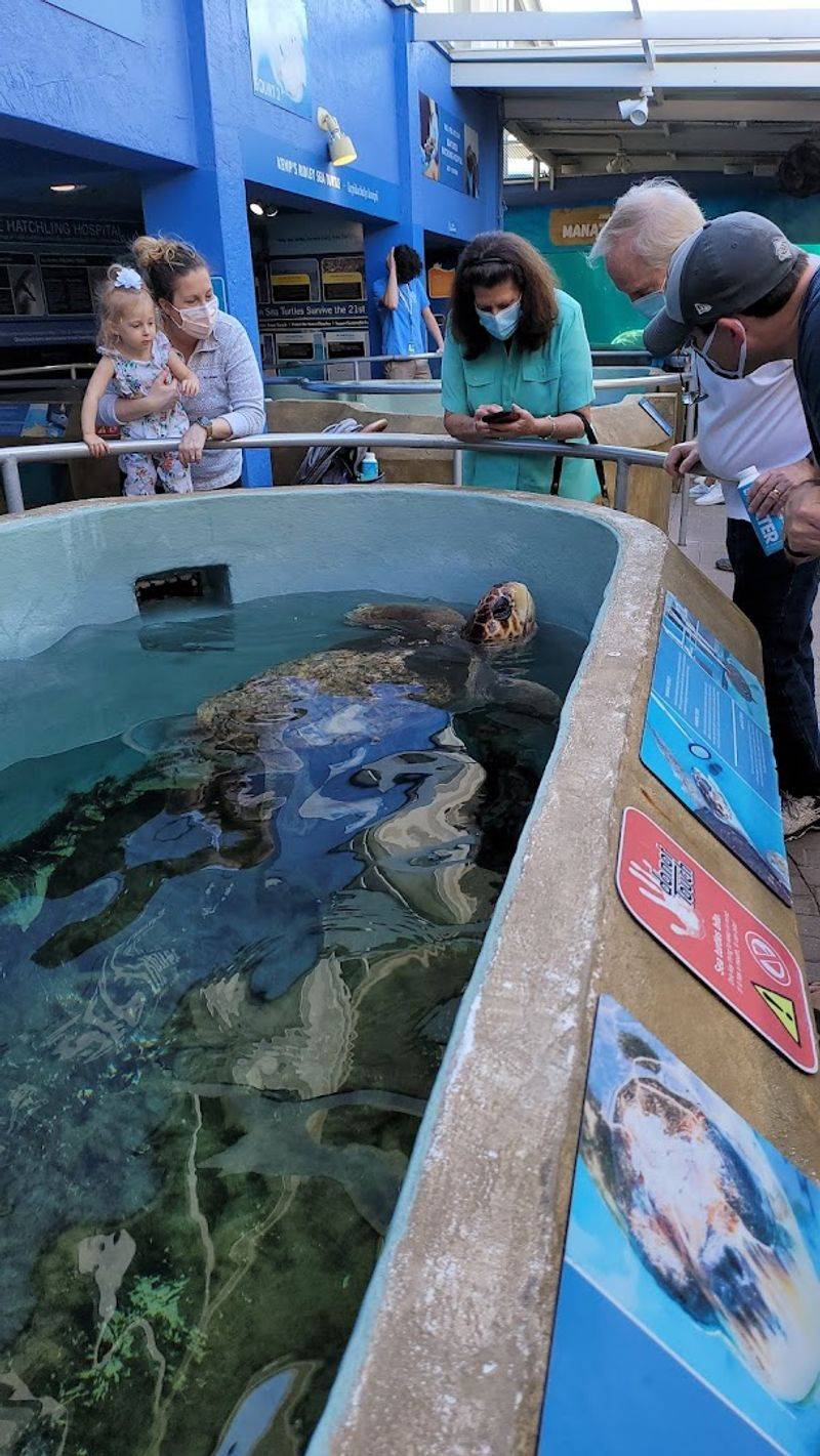 Touch Tanks With Stingrays And Sharks