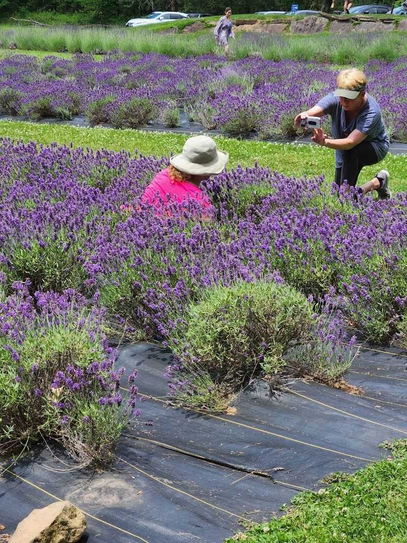 The U-Pick Lavender Experience Is The Heart Of The Farm