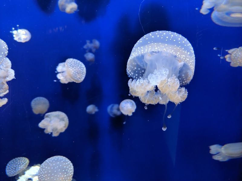 Multiple Species Coexist Without Chaos