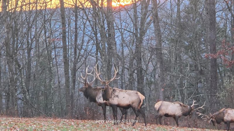 Dawn and Dusk Offer the Best Viewing Opportunities