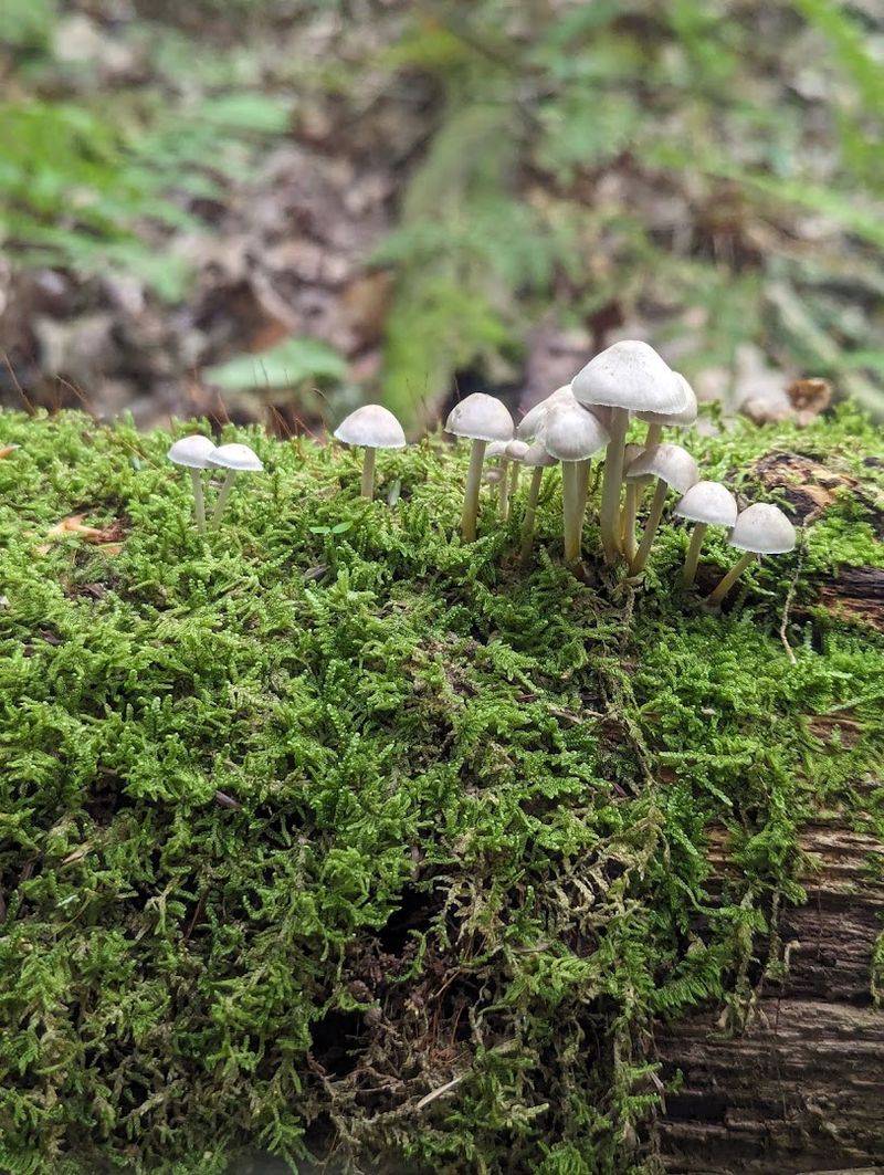 Mushrooms, Ghost Pipes, And Fungi Worth Noticing
