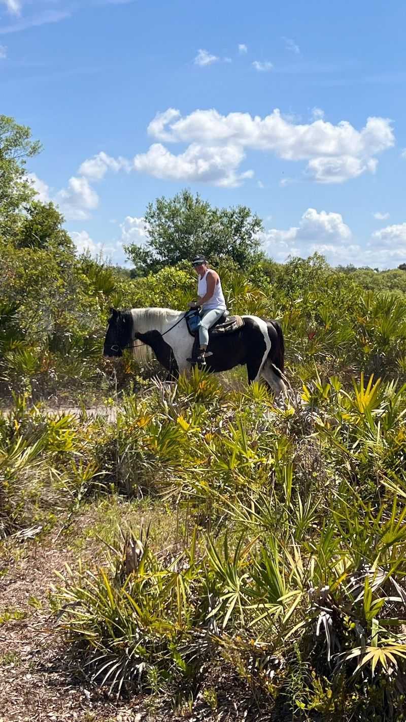 Myakka Trail Rides, Myakka City