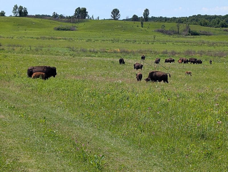 Nachusa Grasslands Is the Preserve Behind the Bison Story Nachusa Grasslands Is the Preserve Behind the Bison Story