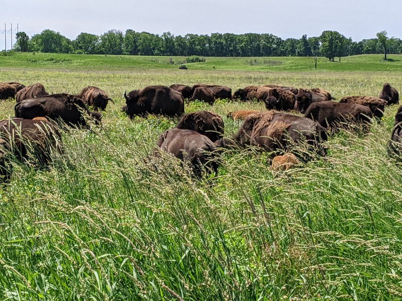 Nachusa Grasslands - Visitor Center, Franklin Grove