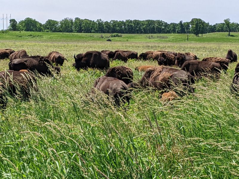 Nachusa Offers a Prairie Experience, Not a Time Capsule Nachusa Offers a Prairie Experience, Not a Time Capsule