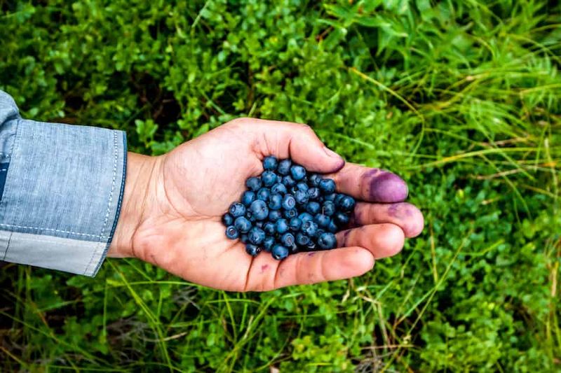 Huckleberry Everything