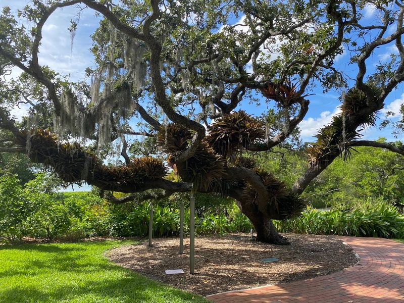 Marie Selby Botanical Gardens, Sarasota