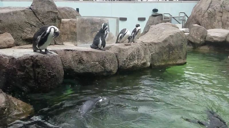 National Aviary, Pittsburgh