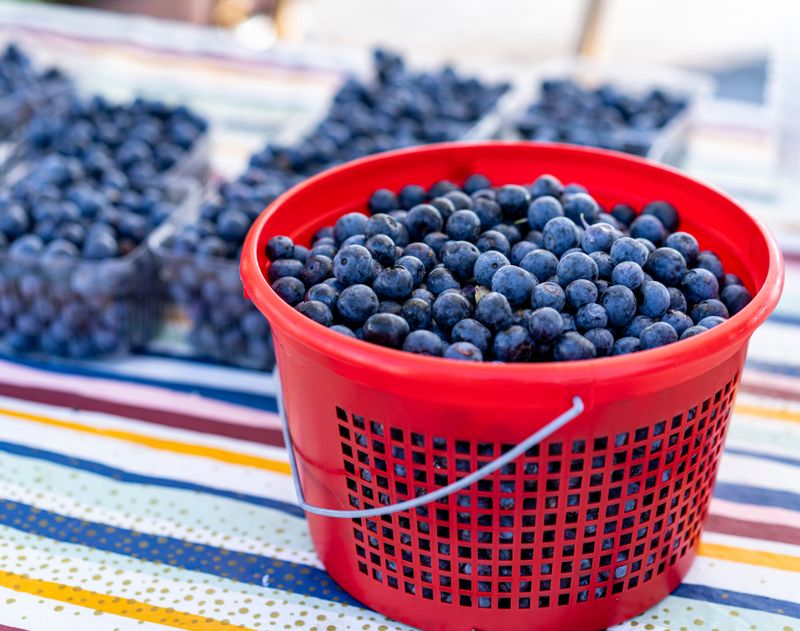 National Blueberry Festival, South Haven, MI