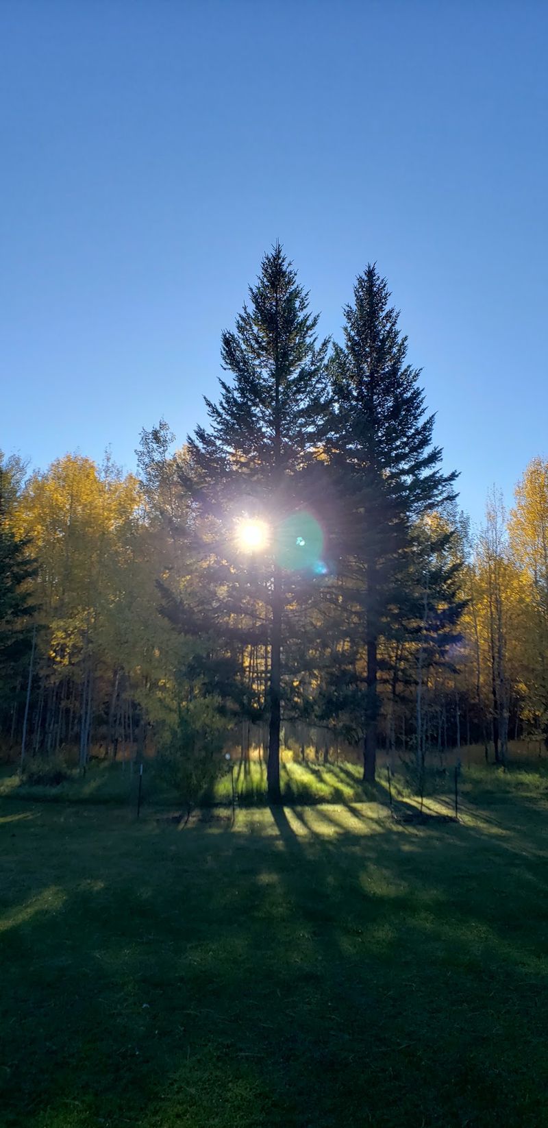 National Forest Wrapping Around Every Edge