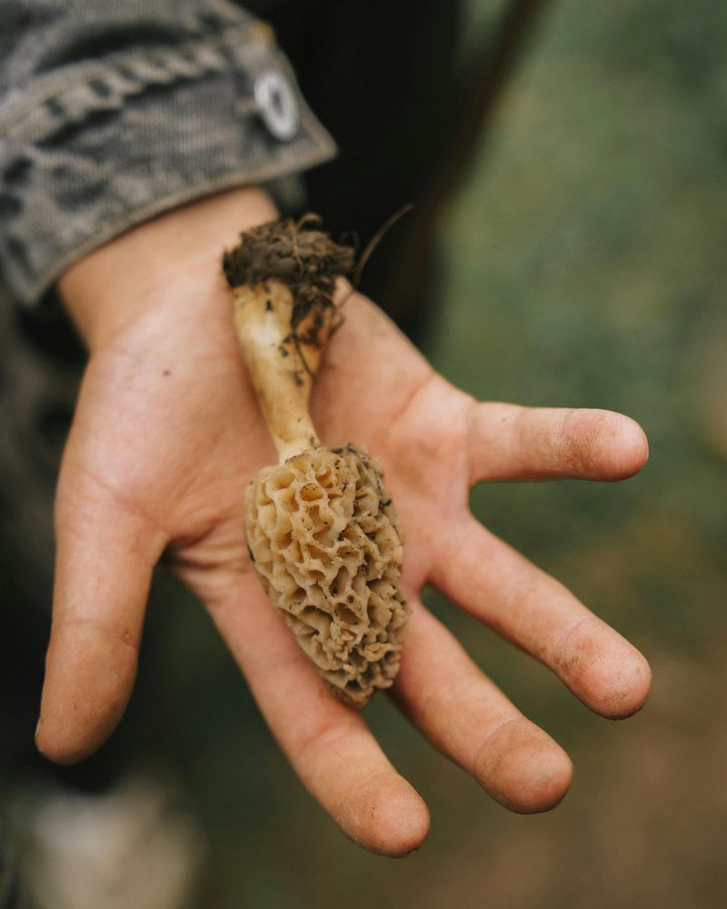 National Morel Mushroom Festival, Boyne City