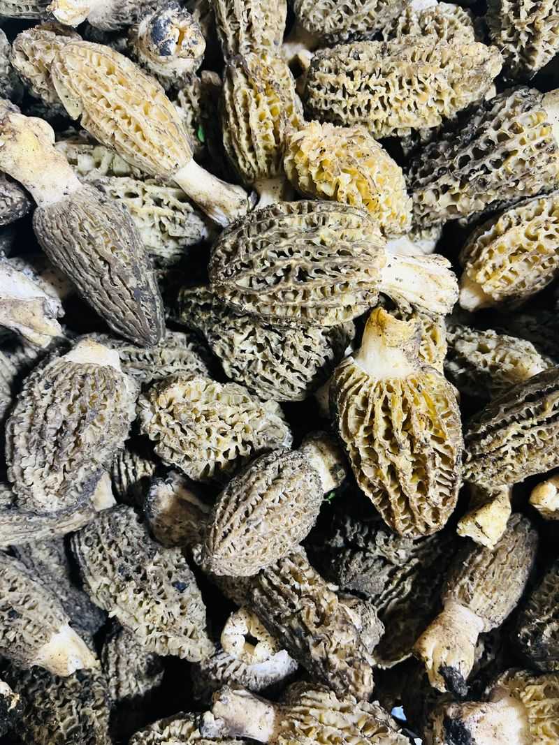 National Morel Mushroom Festival, Boyne City