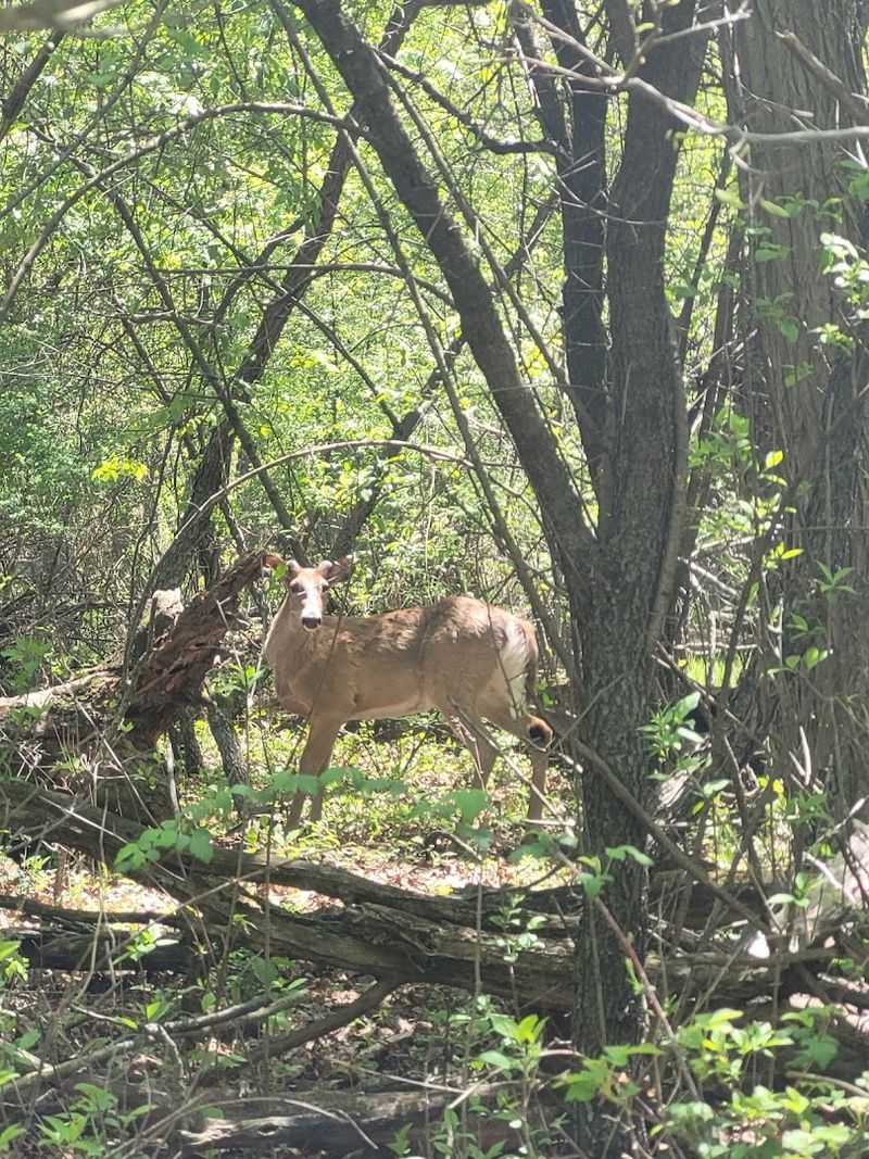 Wild Turkeys And Deer Sightings