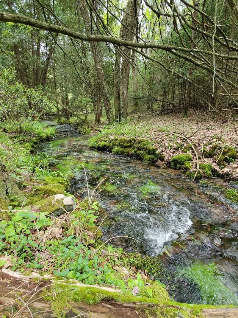 Native Brook Trout In A Mountain Stream Native Brook Trout In A Mountain Stream