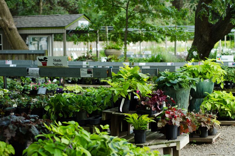 Native Plants Built For Illinois Yards Native Plants Built For Illinois Yards