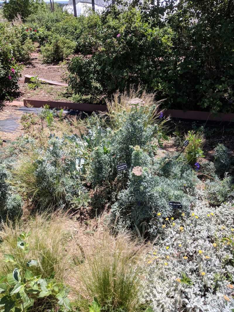 Native Plants That Do More Than Look Pretty