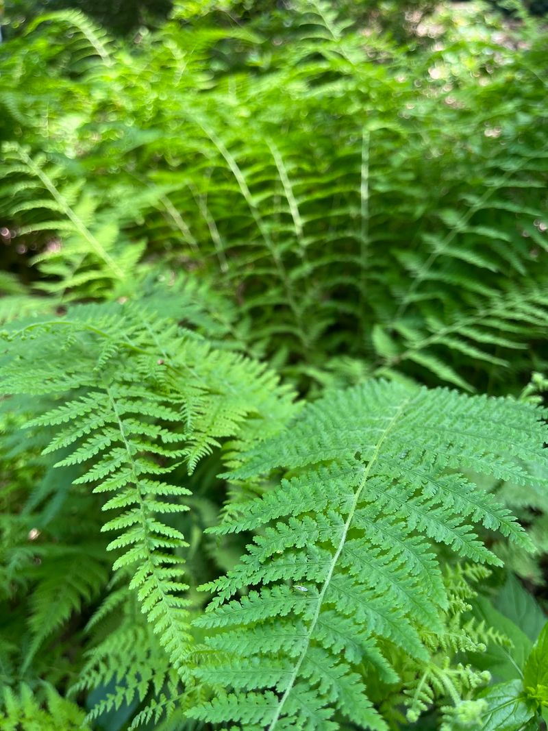 Native Plants With a Purpose