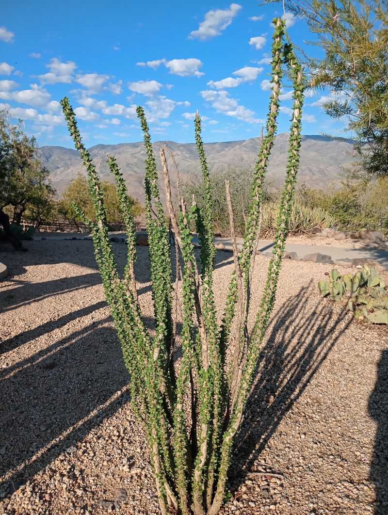 Native Plants and Busy Birdlife