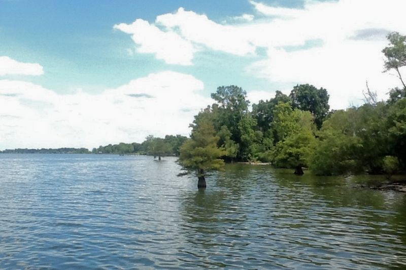 Native Trees Bring A Southern Escape To The Shore