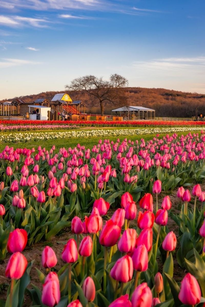 Rivercrest Orchard / Arkansas Tulip Festival, Fayetteville
