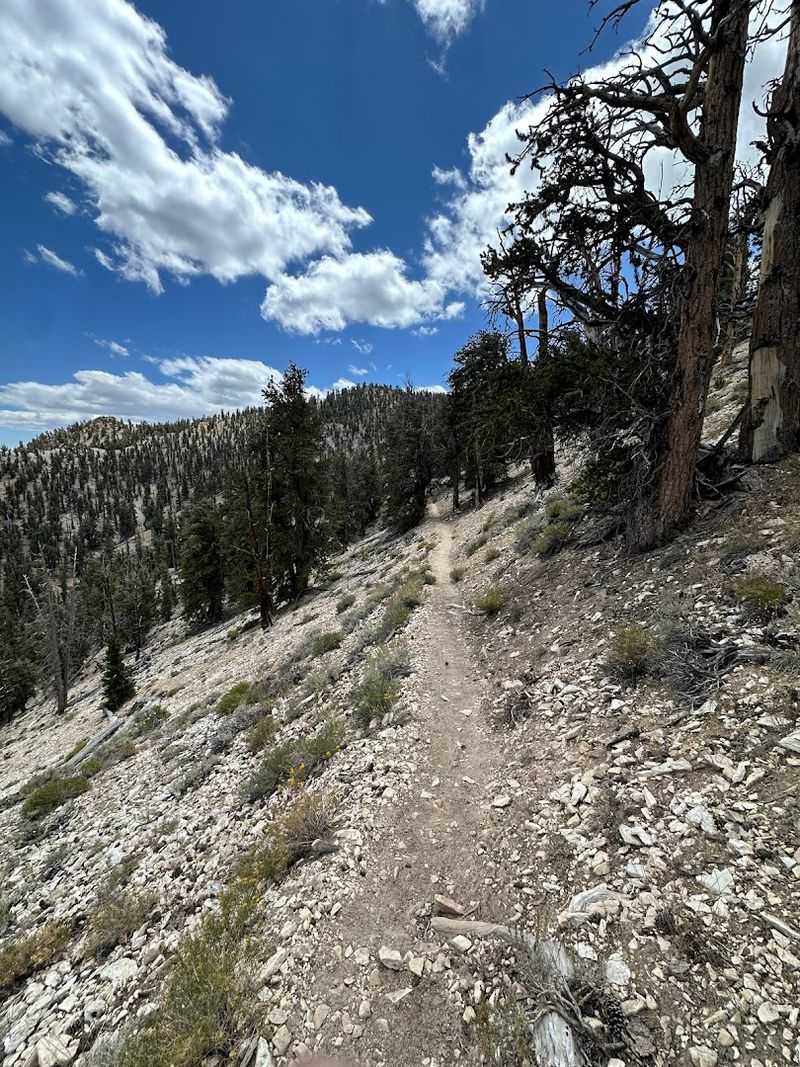 Bristlecone Trail