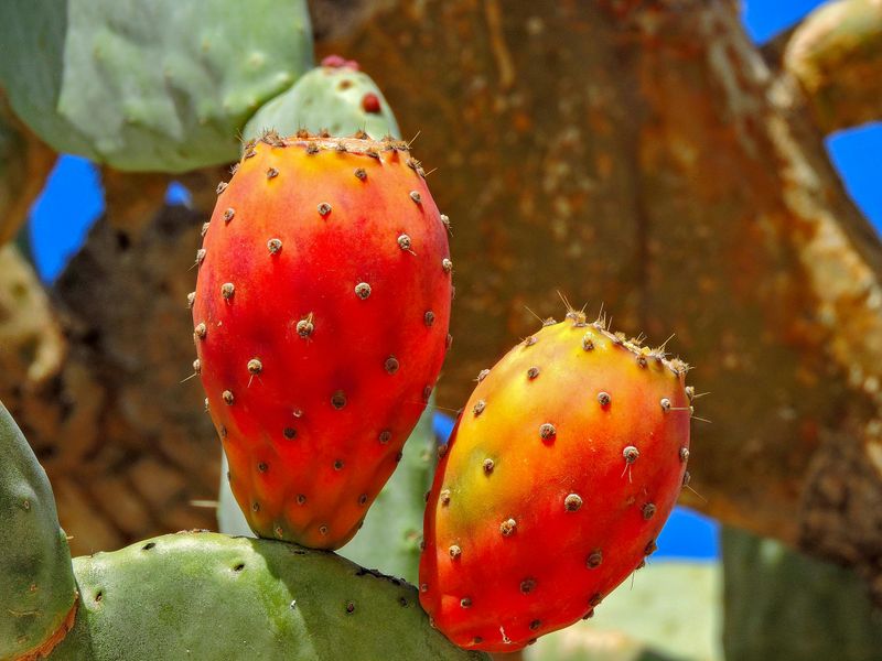 Prickly Pear Treats