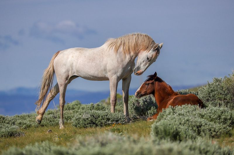 The Wildlife You Might Not Expect To Find Here