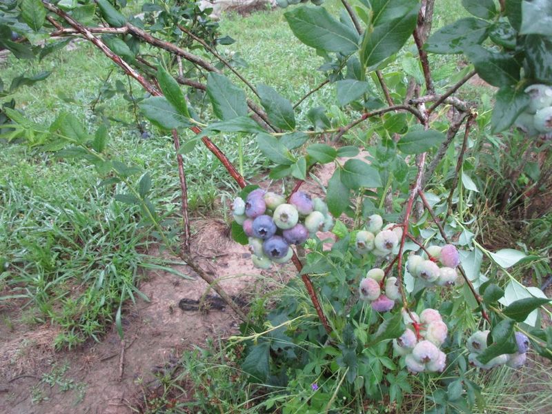 Piney Fork Berry Farm, Evening Shade