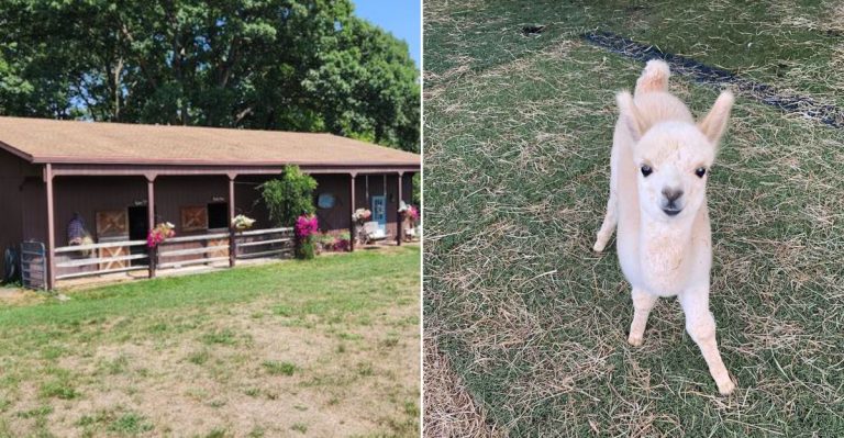 Nearly 40 Friendly Alpacas Are Waiting To Be Fed, Walked, And Hugged At This Pennsylvania Farm