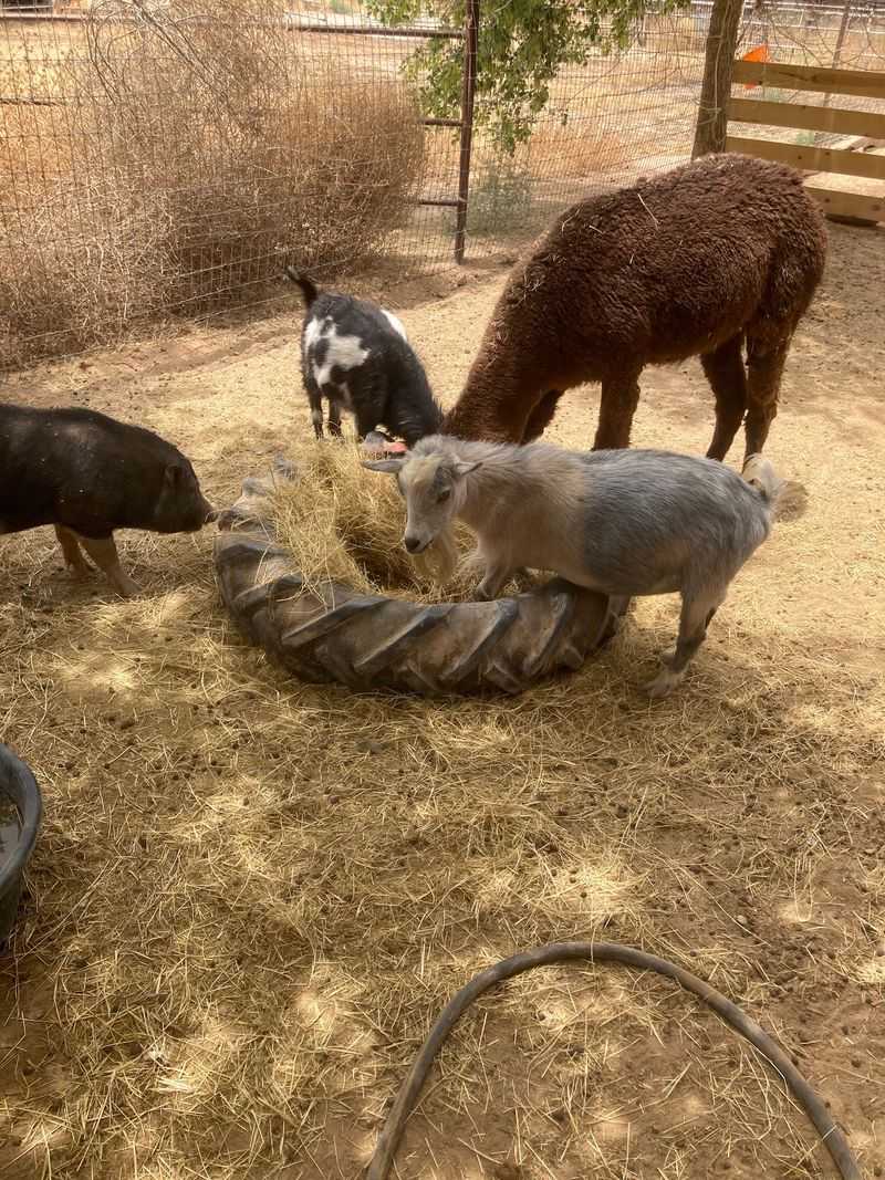Nearly 400 Animals, And Every One Has A Name