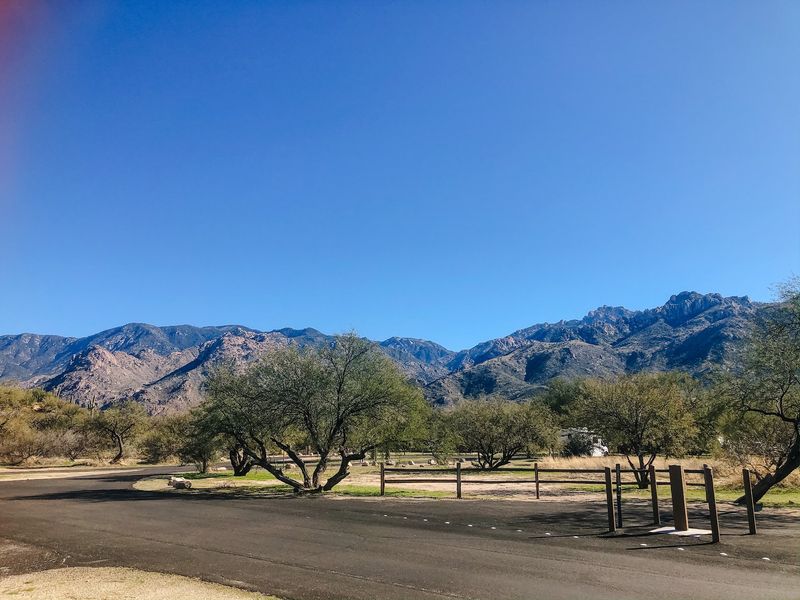Nearly 5,000 Saguaros Standing Guard Nearly 5,000 Saguaros Standing Guard