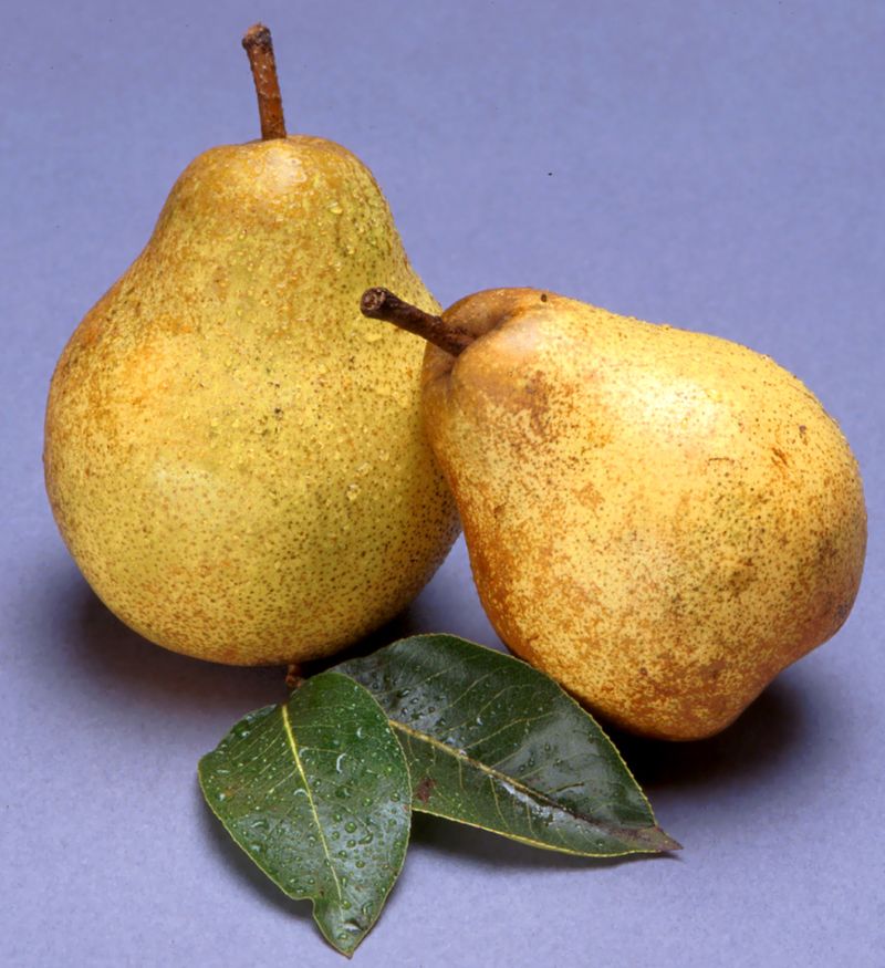 Pears: The Pesticide Pear-Adox