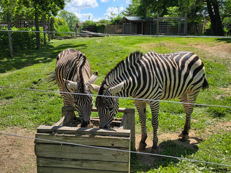 Scovill Zoo: Small, Friendly, And Surprisingly Global