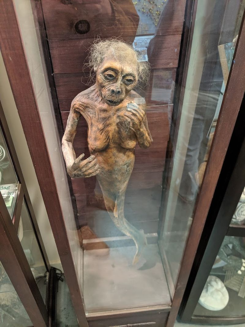 Mermaids And The Famous FeeJee Exhibit