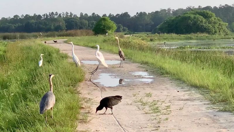 Boardwalk Offers Unobstructed Angles