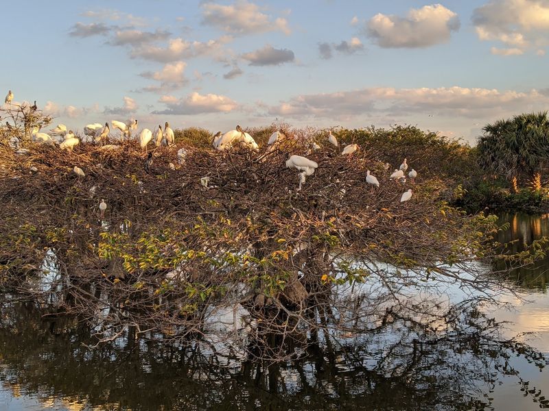 Nesting Season Turns the Cypress Trees Into a Nursery Nesting Season Turns the Cypress Trees Into a Nursery