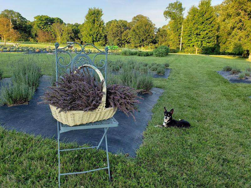 Nettle Creek Lavender Farm, Morris, Illinois Nettle Creek Lavender Farm, Morris, Illinois