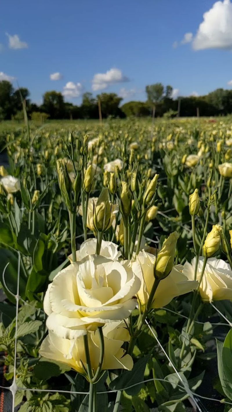 Serenity Hill Flower Farm, Harvard