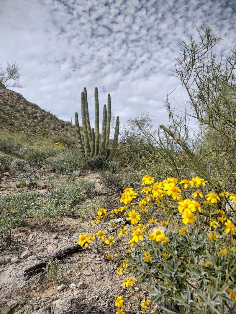 Ajo Scenic Loop Drive