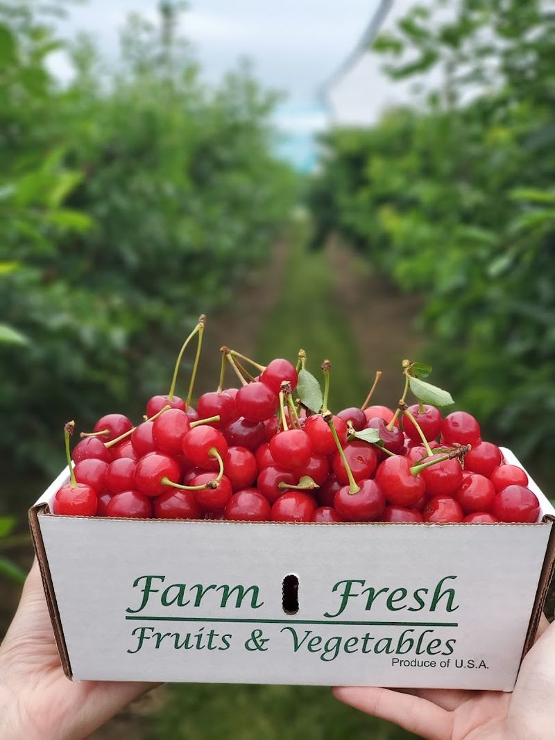New England's Largest PYO Cherry Orchard New England's Largest PYO Cherry Orchard
