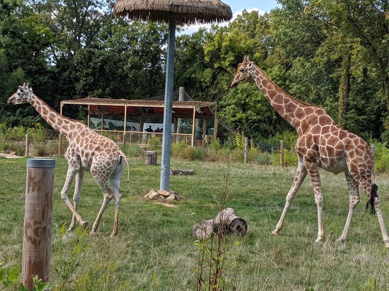 Niabi Zoo, Coal Valley