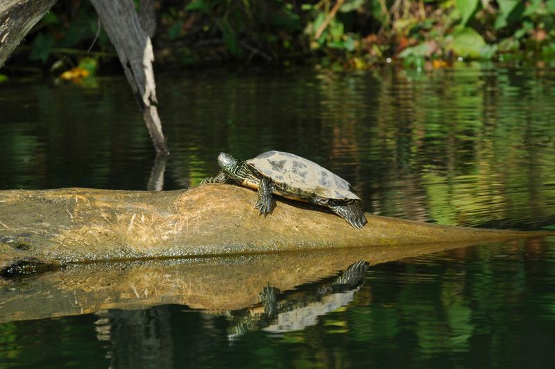 Niangua River Float Trip