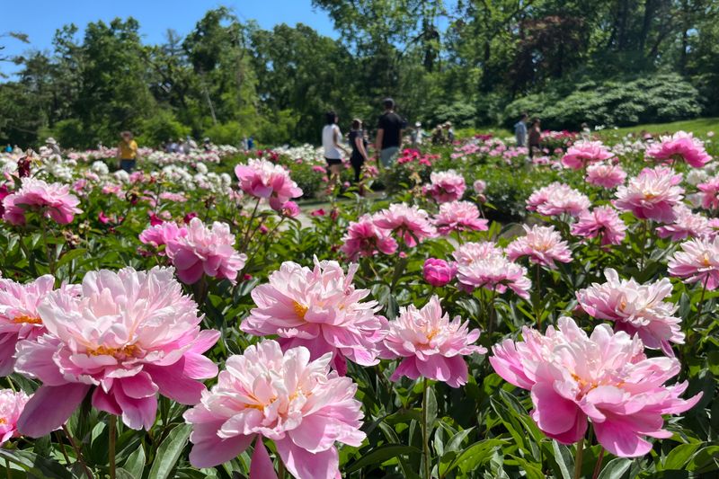 W.E. Upjohn Peony Garden, Ann Arbor