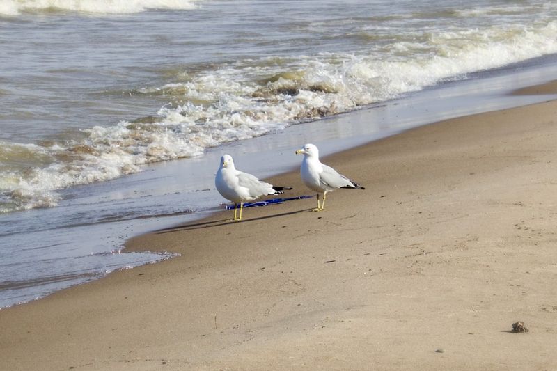 Nickel Plate Beach, Huron