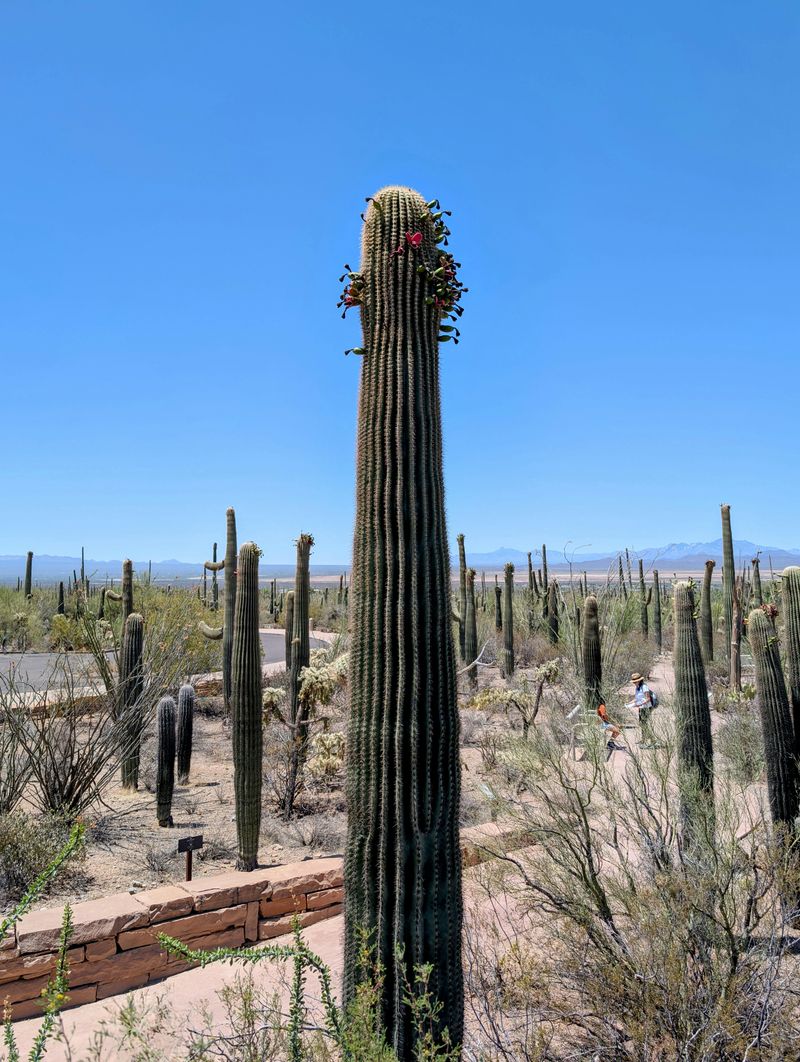 Engineering Makes Them Visible From Miles Away