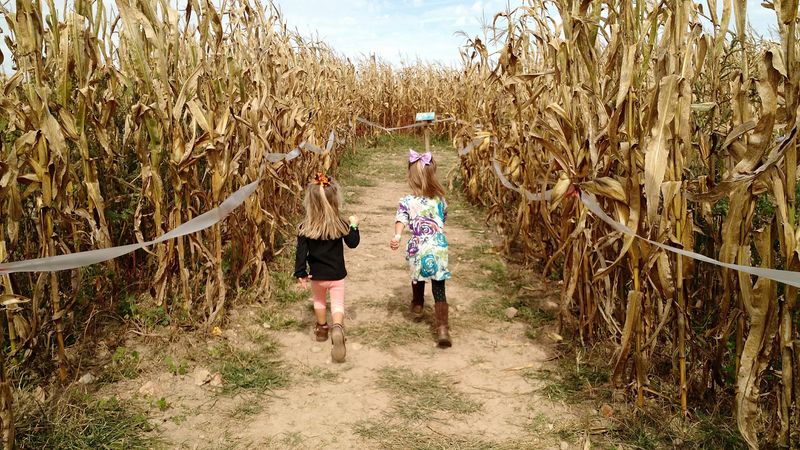 Nine Acres Of Corn Are Waiting To Test Your Sense Of Direction